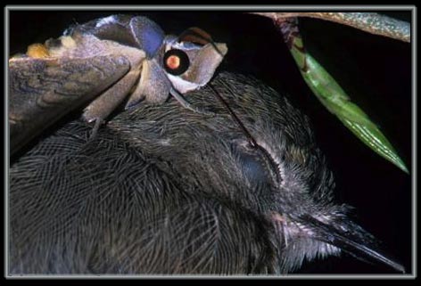Discovered butterflies drink bird tears