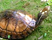 Discovered especially rare 4-eyed turtles