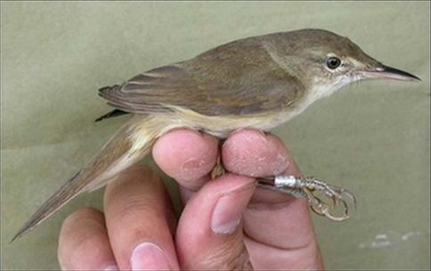 Discovered extinct birds in Thailand