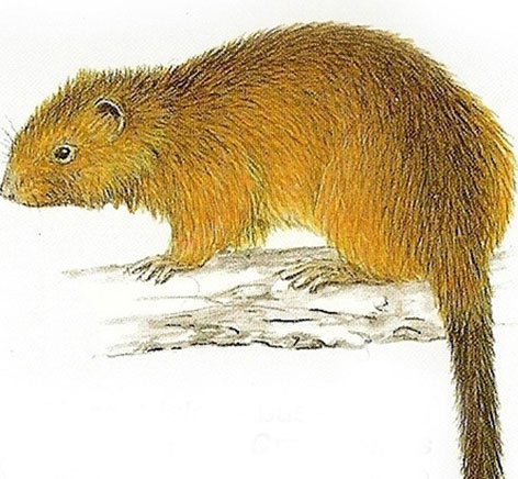 Discovered extinct rat species