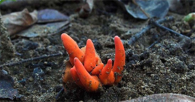 Discovered extremely poisonous mushrooms in Australia