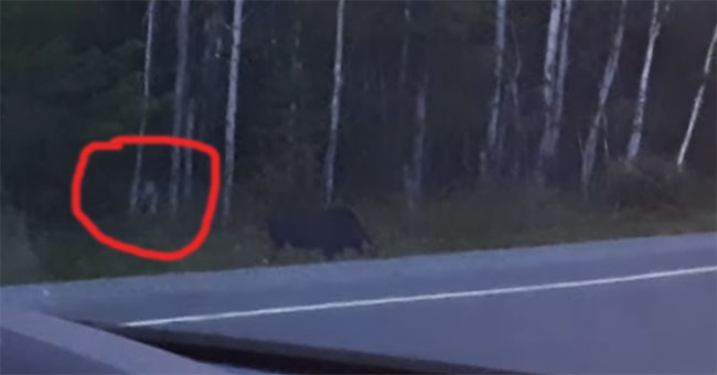 Discovered 'faceless monsters' stalking hunting wild animals