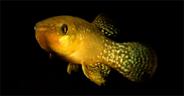 Discovered fish live in contaminated water 1,000 times