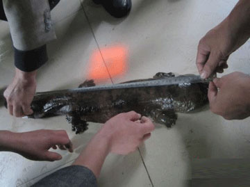 Discovered fish living at the same time as dinosaurs