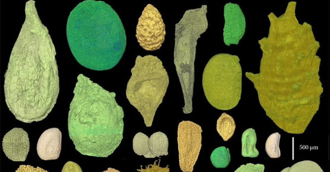 Discovered flower seeds hibernating from 110 million years ago