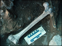 Discovered fossilized bones migrating from Africa to Europe