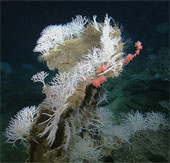 Discovered four new carnivorous sponges