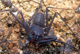 Discovered four new scorpion species in Indonesia