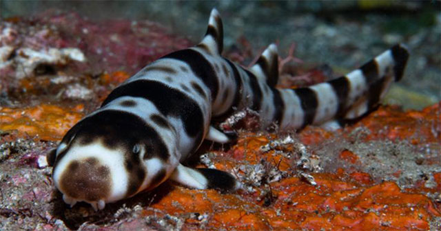 Discovered four new species of sharks