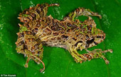Discovered frog species capable of