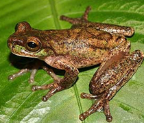 Discovered frog species extinct 20 years ago