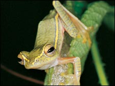 Discovered frog species know nesting