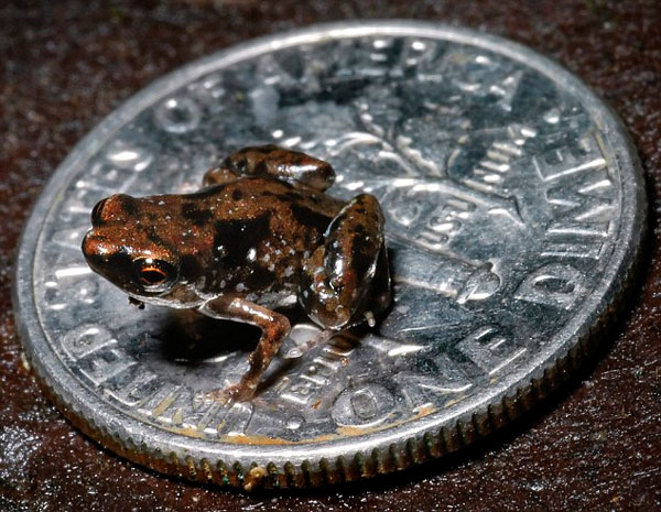 Discovered frogs as small as half a candy