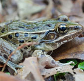 Discovered frogs emit monstrous cries