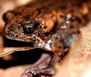 Discovered frogs that science never knew