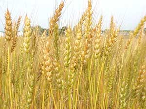 Discovered genes resistant to frost in plants