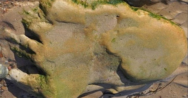 Discovered giant dinosaur footprints in Scotland