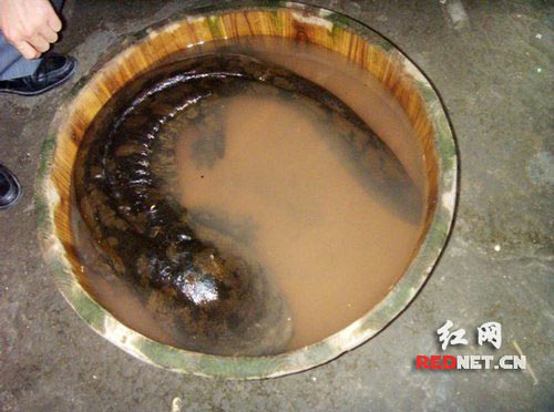 Discovered giant salamand in China