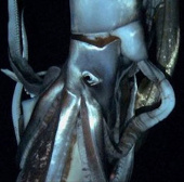 Discovered giant squid species in the North Pacific