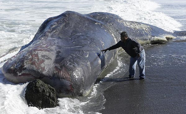 Discovered giant whale fish drifting to the US coast