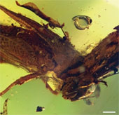 Discovered grasshoppers live 20 million years ago