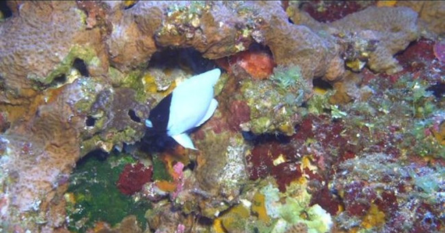 Discovered Hawaiian Porpoise