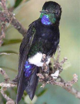 Discovered hummingbirds have colorful feathers