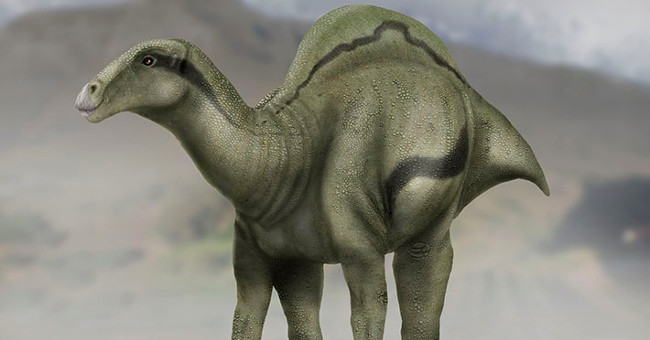 Discovered humped dinosaurs like camels in Spain