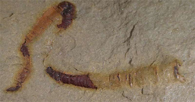 Discovered intestinal fossils 550 million years old