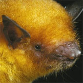 Discovered iridescent bats in Bolivia