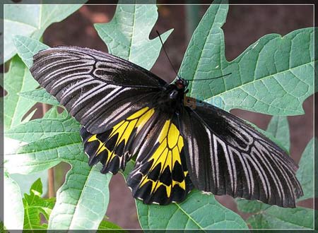 Discovered many endemic butterfly species