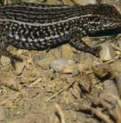 Discovered many new lizards
