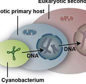 Discovered mechanisms for plants to have four different genotypes