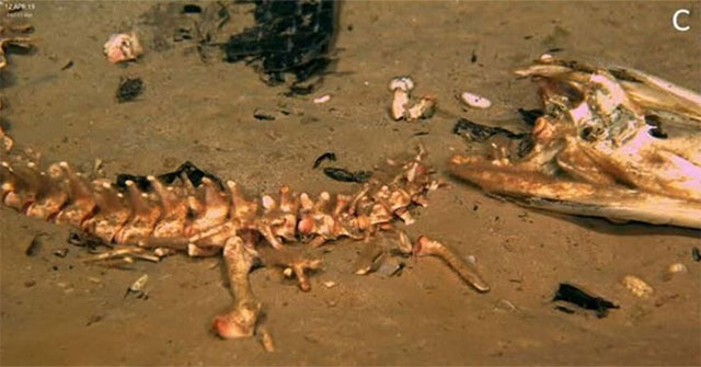 Discovered 'monster eating bones' in the depths of the Earth