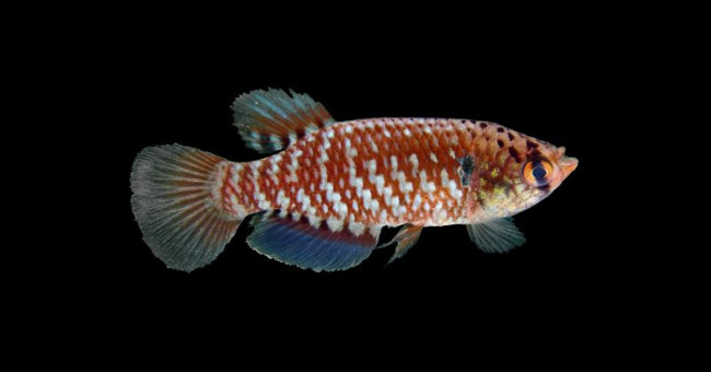 Discovered nearly 400 new species of creatures in Amazon