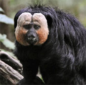 Discovered new 5 species of