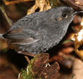 Discovered new birds in Brazil