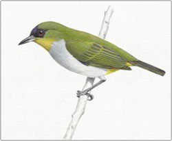 Discovered new birds in Indonesia