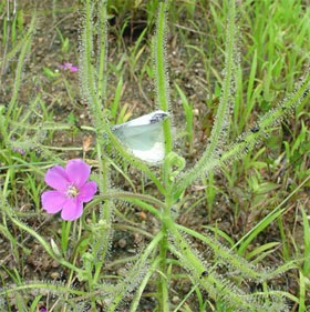 Discovered new carnivorous plants in Japan