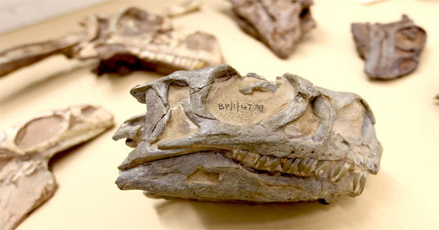 Discovered new dinosaurs in South Africa