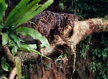 Discovered new leopard species in Southeast Asia
