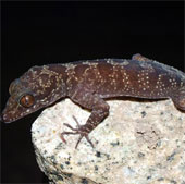 Discovered new lizards in Phu Yen