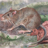 Discovered new mouse varieties in the island of Indonesia