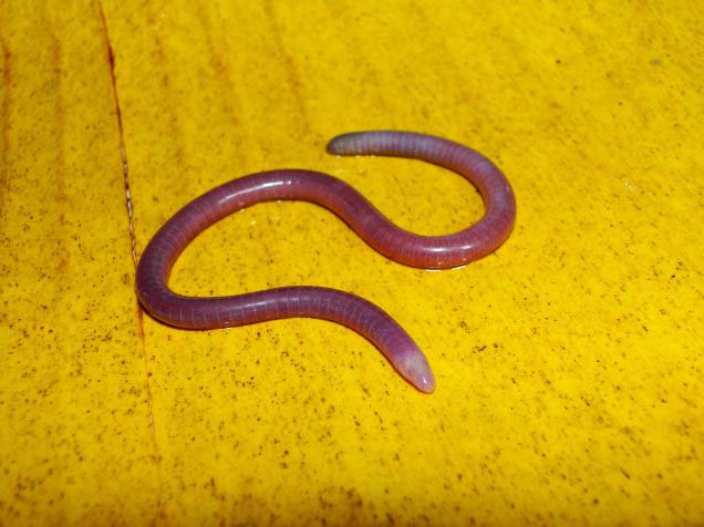 Discovered new species of non-foot reptile