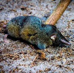 Discovered new super healthy shrews