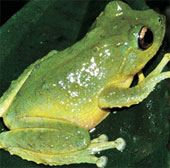 Discovered new tree frog species in the Central Highlands