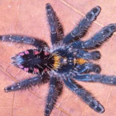 Discovered nine new colorful fur spiders in Brazil