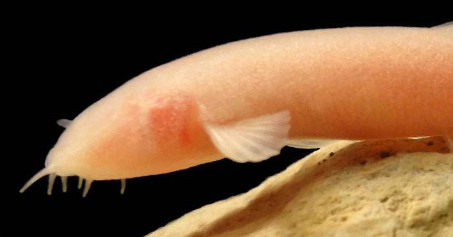 Discovered non-eye fish in Iraq