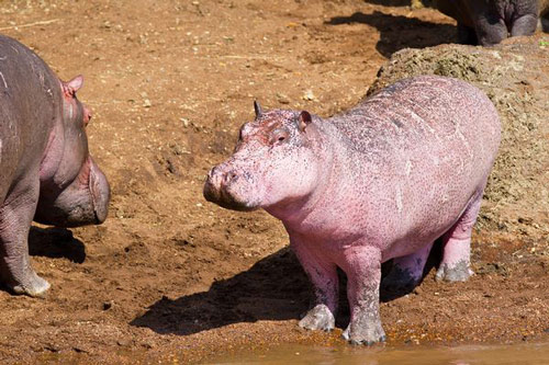 Discovered pink skin hippopotamus