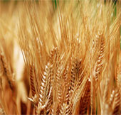 Discovered planting and taking care of wheat by laser